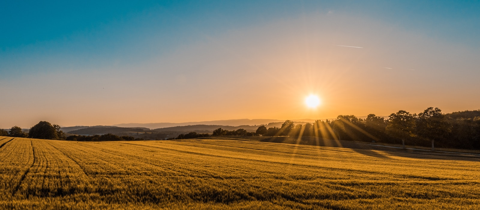 Polmais — pole kukurydzy